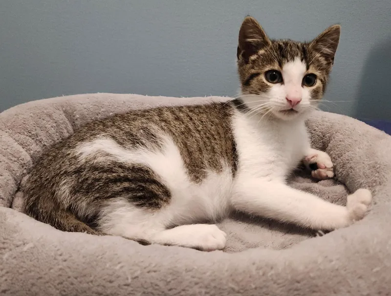 A baby medium-sized male Tabby (Brown / Chocolate) Domestic Short Hair cat named Obie for adoption in Avon, NY