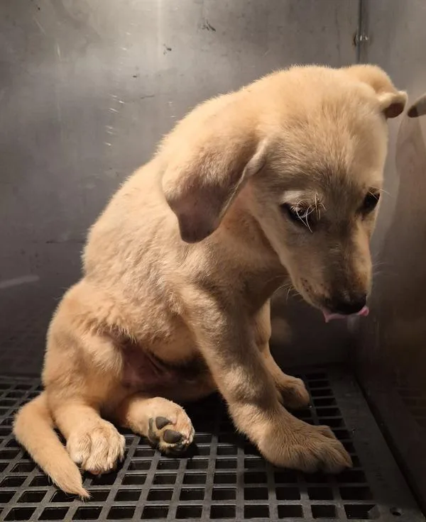 A baby small-sized male Labrador Retriever dog named Pen for adoption in Lawrenceville, GA