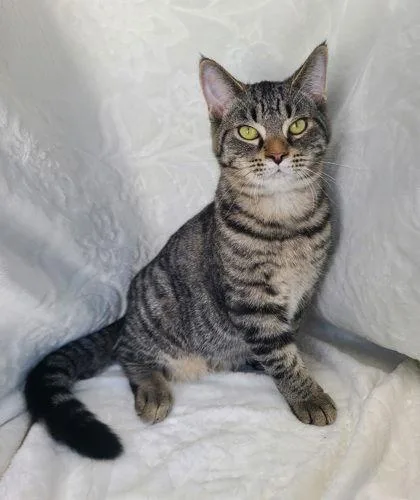 A young medium-sized male Domestic Short Hair cat named 6760 (Bullet) for adoption in Lake City, MI