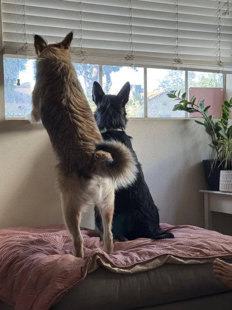 Pancho And Pancha thumbnail 2