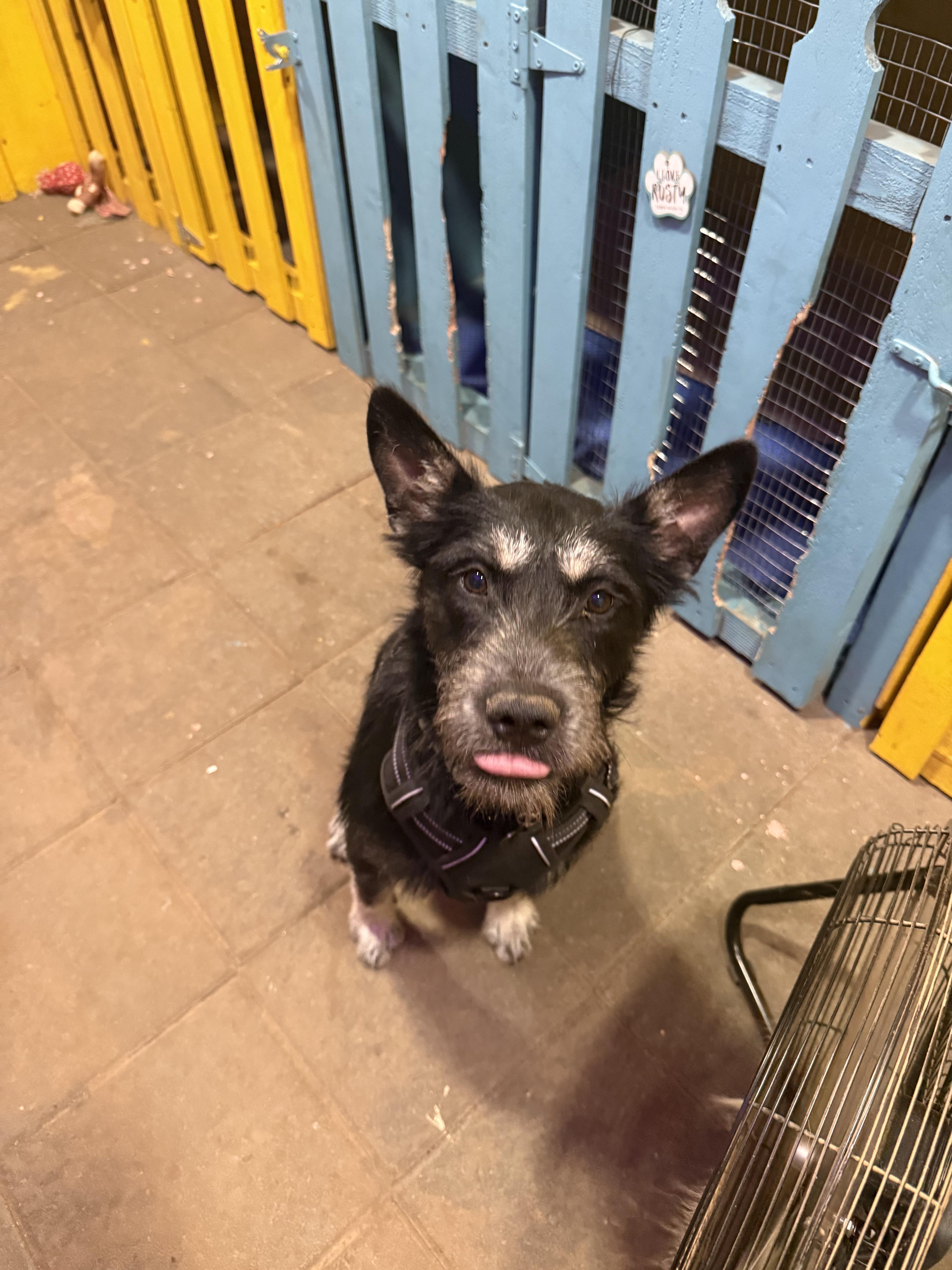 Pancho And Pancha thumbnail 4