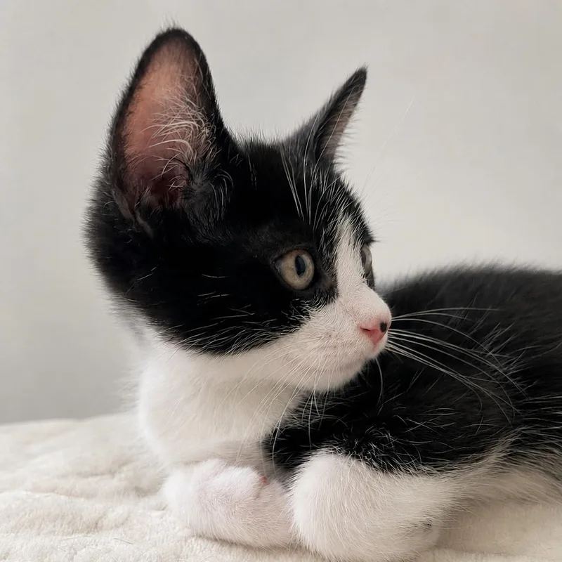 A baby medium-sized male Black & White / Tuxedo Domestic Short Hair cat named Paulino for adoption in Miami, FL