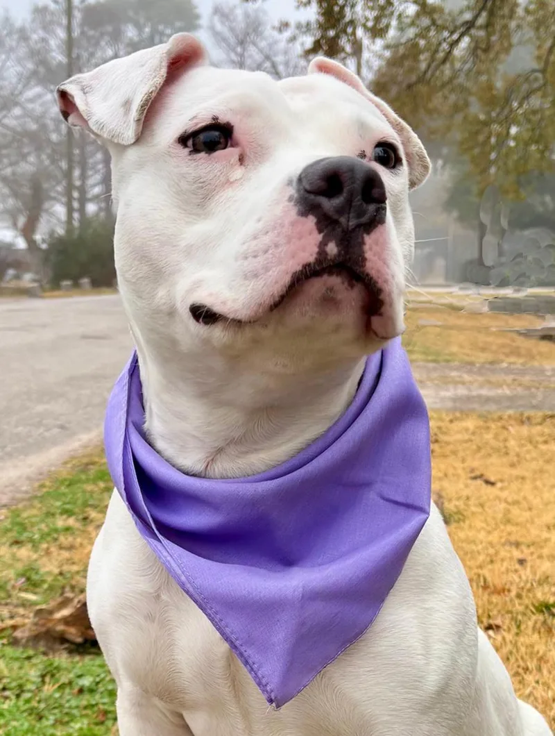 A young medium-sized female White / Cream American Bully dog named Playful Pinky  Cute for adoption in Cypress, TX
