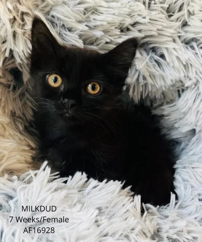 Milkdud