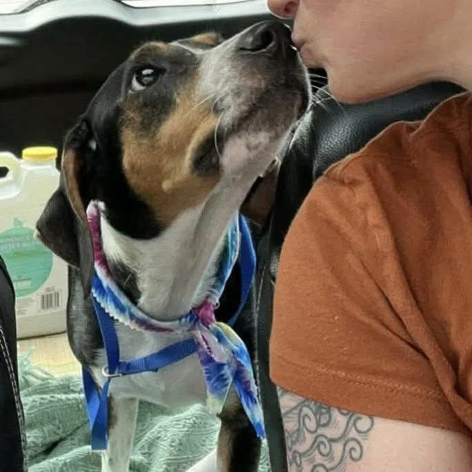 An adult medium-sized female Hound dog named Kristina for adoption in Hillsborough , NC