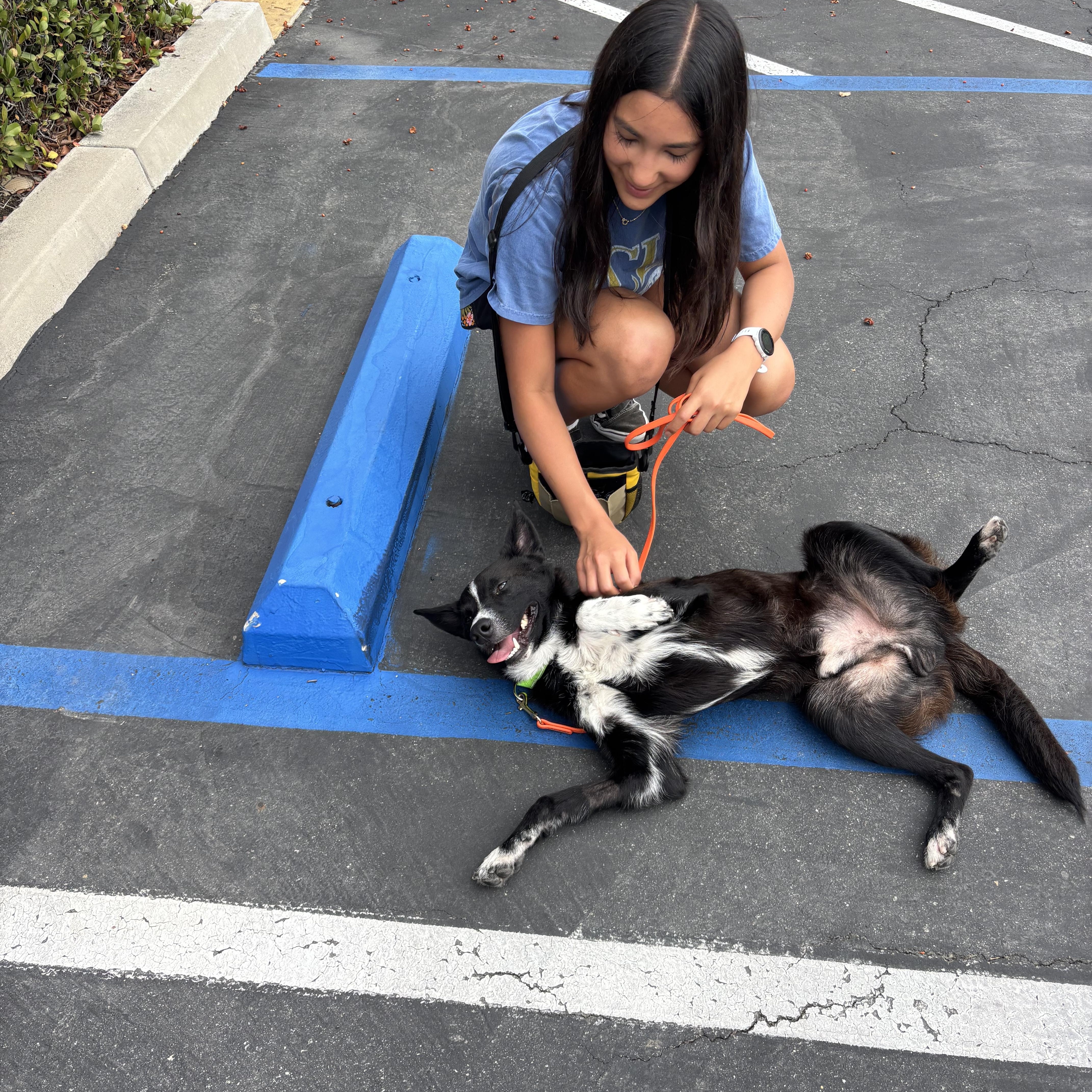 A young medium-sized male Black Carolina Dog dog named Jimmy for adoption in Rancho Santa Margarita, CA
