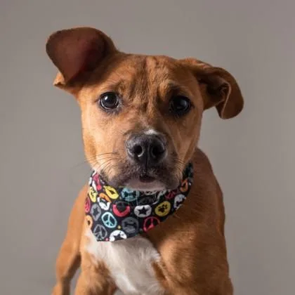 A young medium-sized male Mixed Breed dog named Herk for adoption in Madison, NJ
