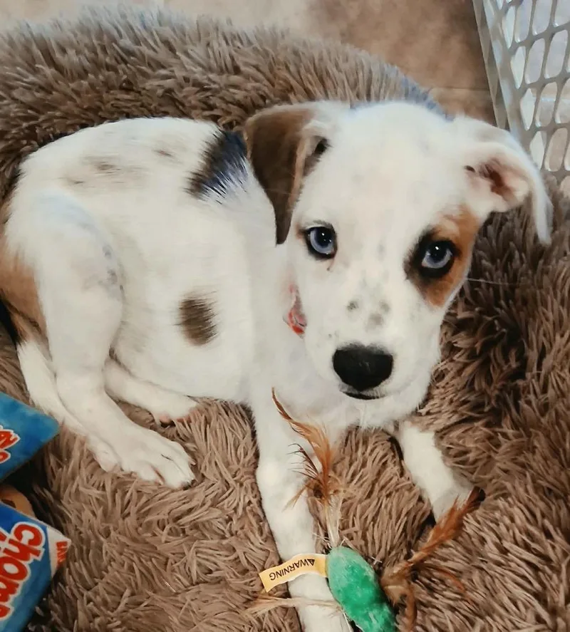 A baby medium-sized female Australian Shepherd dog named Ethel for adoption in Bristol, WI