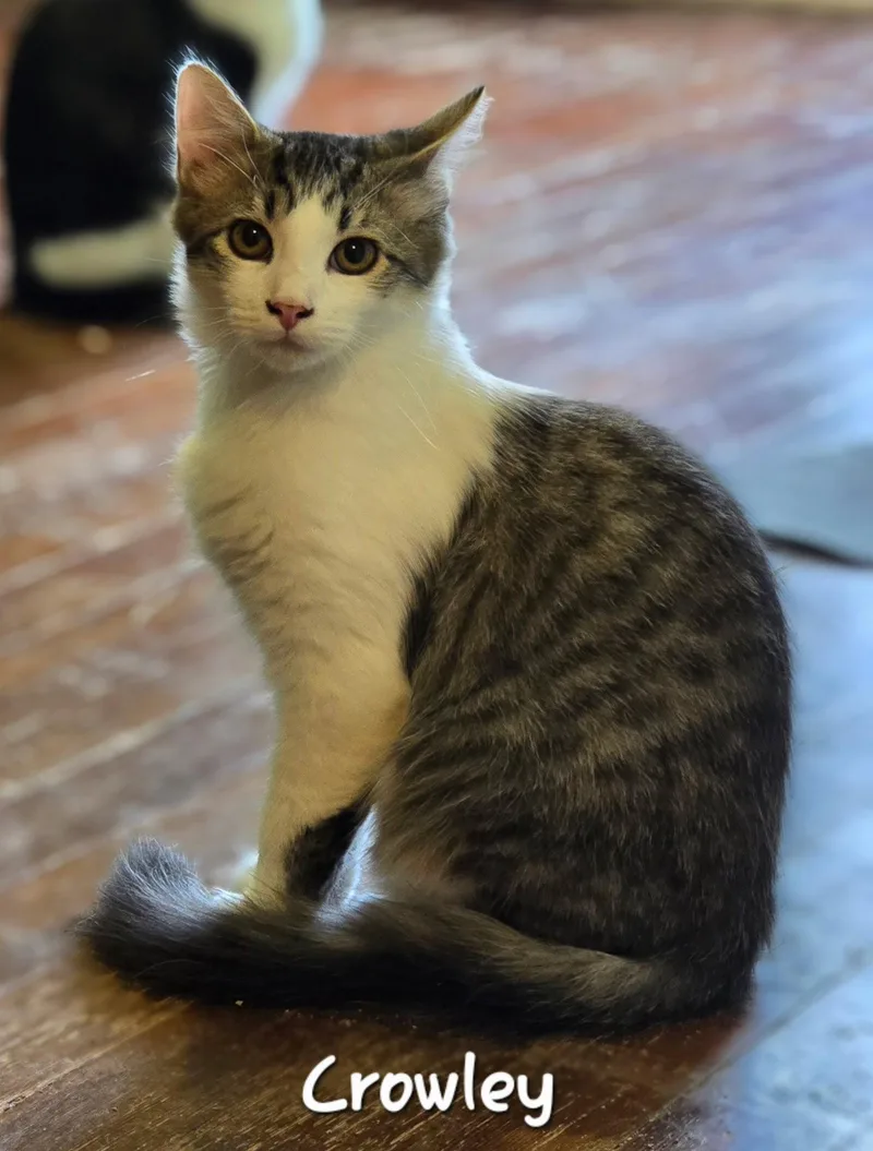 A baby medium-sized male Domestic Short Hair cat named Crowley for adoption in Rochester, NY