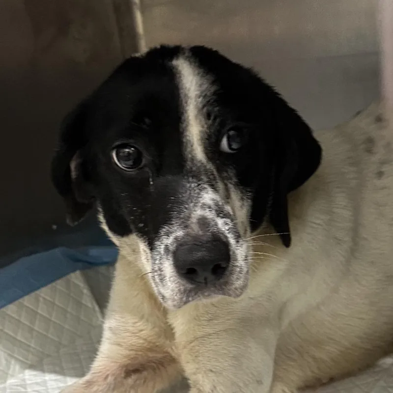 An adult small-sized female Mixed Breed dog named Tweetie for adoption in Corbin, KY