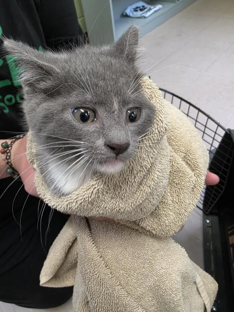 A baby medium-sized male Domestic Short Hair cat named Ivan for adoption in Burnsville, NC
