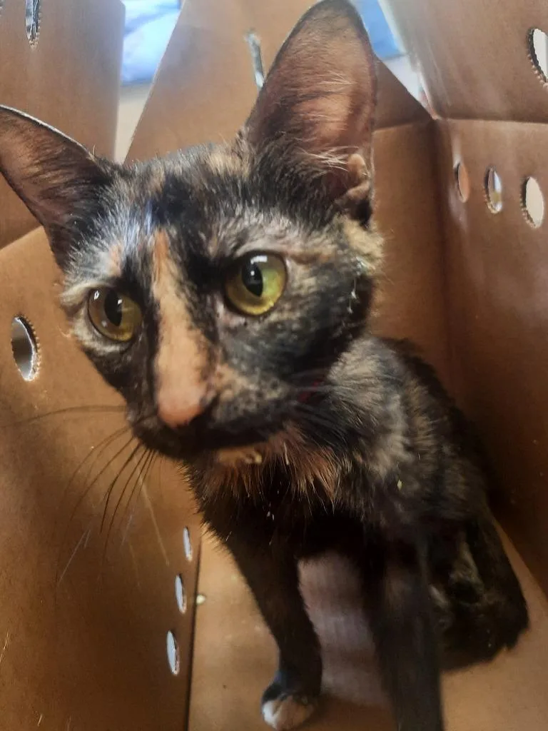 A baby small-sized female Domestic Short Hair cat named Cocoa for adoption in Maumelle, AR