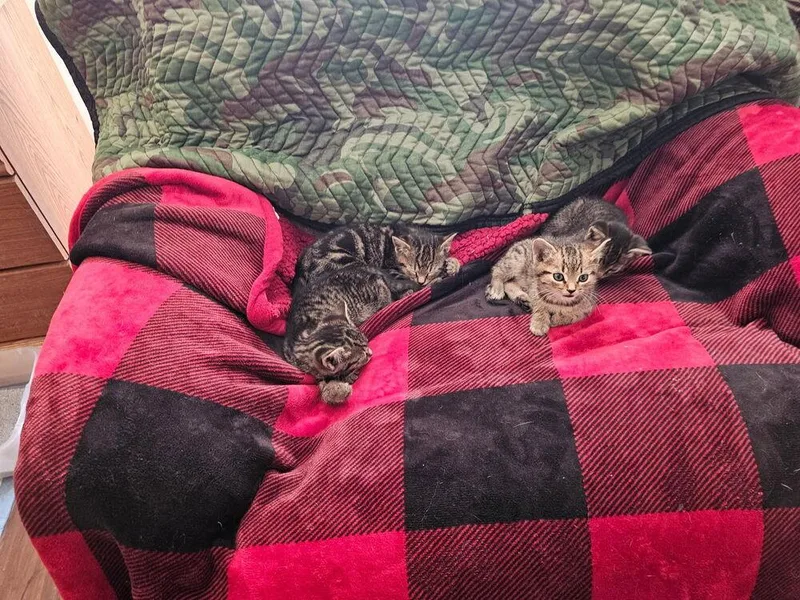 A baby medium-sized female Domestic Short Hair cat named Maple for adoption in Kannapolis, NC
