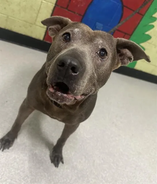 A senior small-sized female Pit Bull Terrier dog named Blue Bird for adoption in Indianapolis, IN