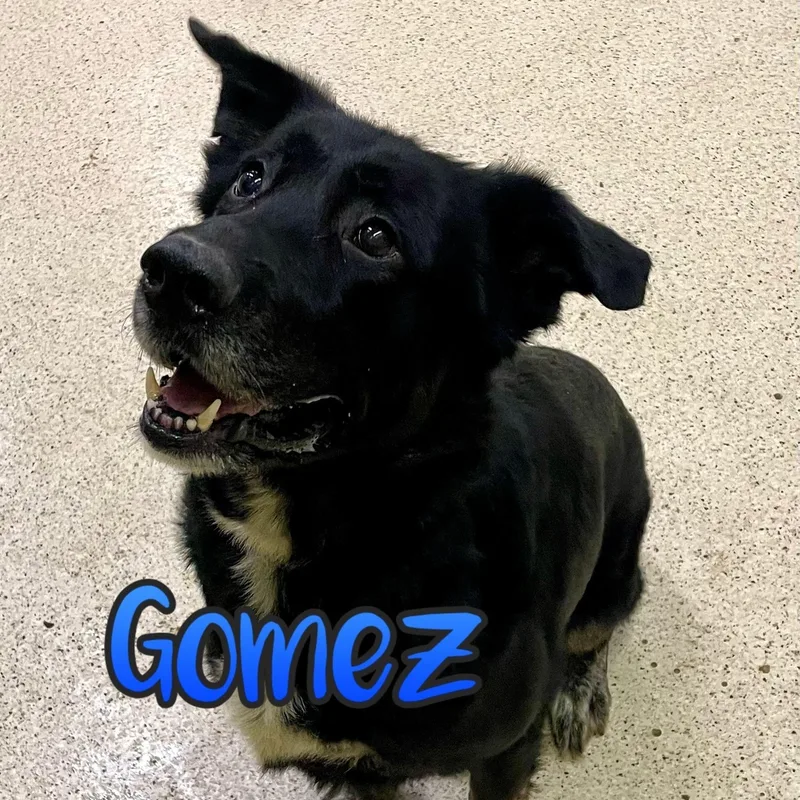 Gomez thumbnail 3