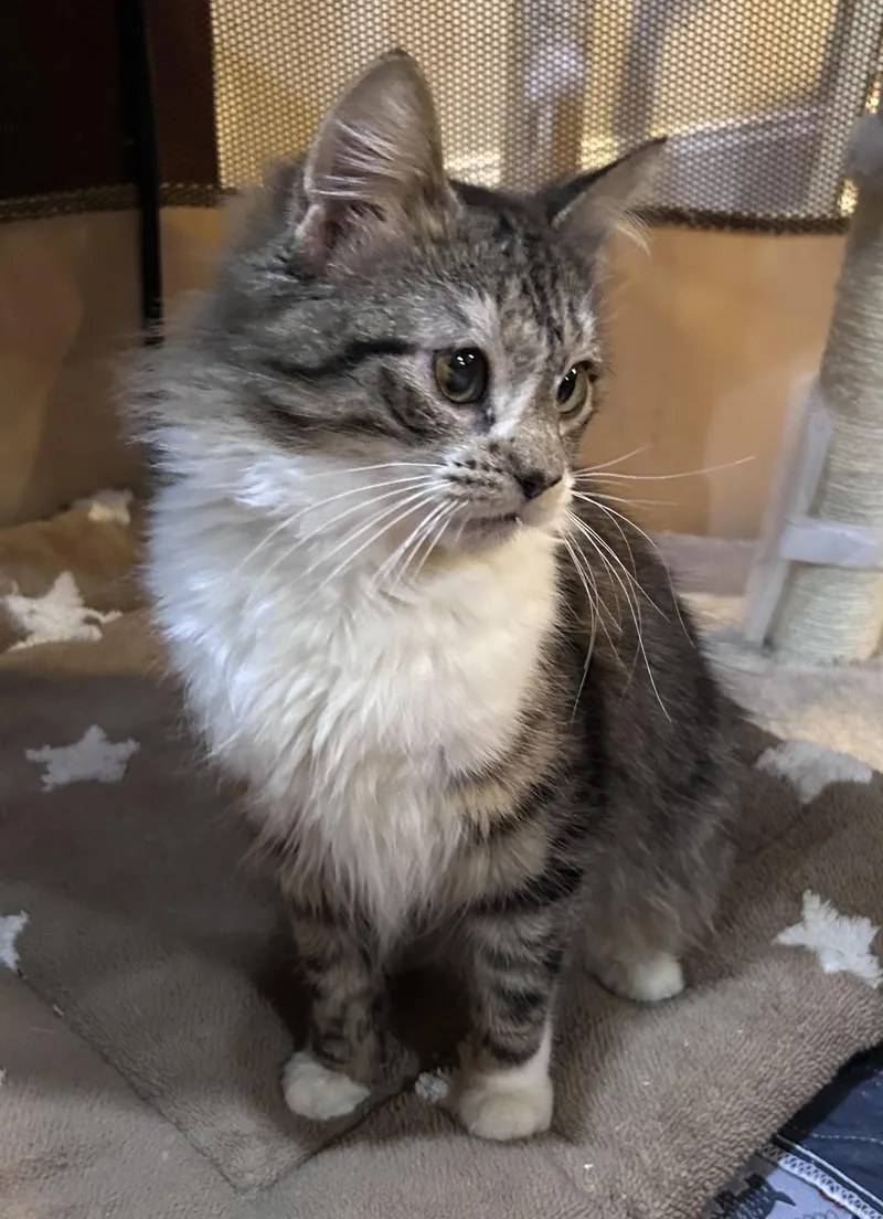 A young small-sized male Domestic Long Hair cat named Norman for adoption in Allentown, NJ