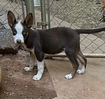 A baby medium-sized female Australian Cattle Dog / Blue Heeler dog named Delta Blue for adoption in Wilkesboro, NC