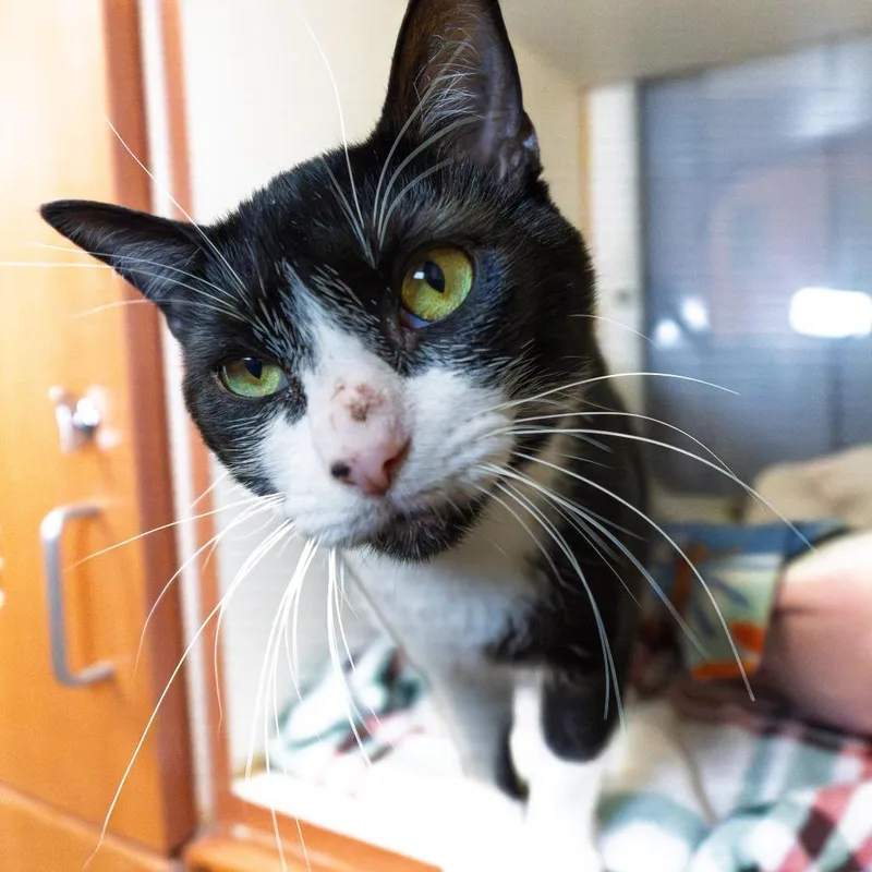 An adult medium-sized male Black Domestic Short Hair cat named Mosca for adoption in South Elgin, IL