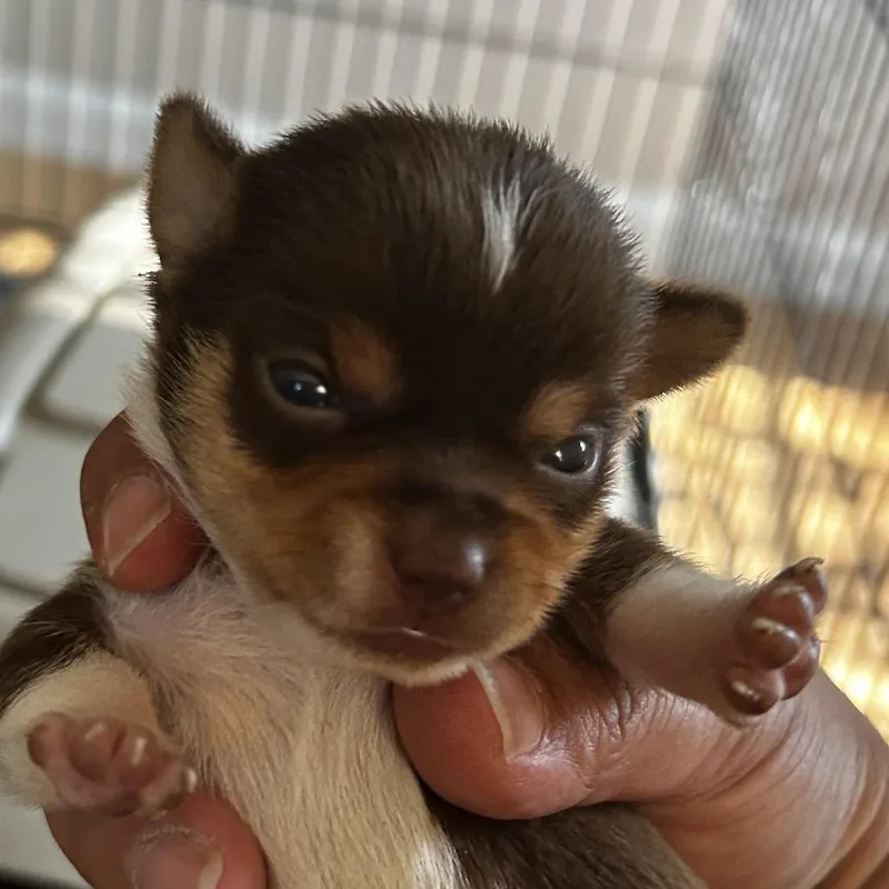 A baby small-sized male Brown / Chocolate Mixed Breed dog named Callaghan for adoption in Leander, TX