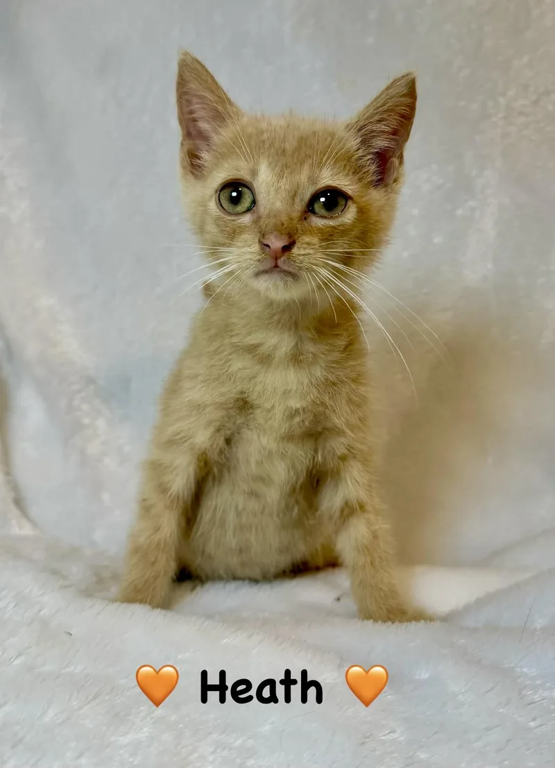 A baby medium-sized male Orange / Red Domestic Short Hair cat named Heath for adoption in Copley, OH