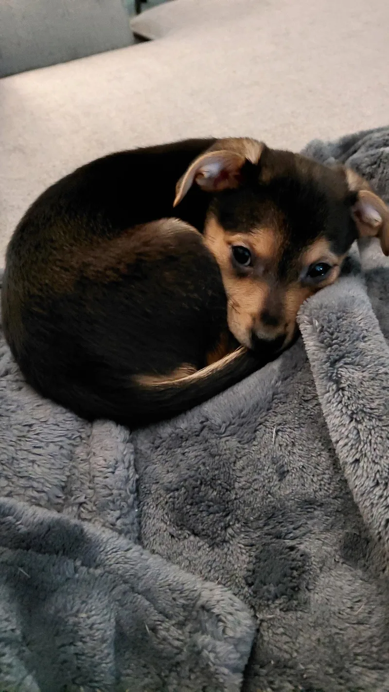 A baby small-sized male Chihuahua dog named Ernie for adoption in Fort Wayne, IN