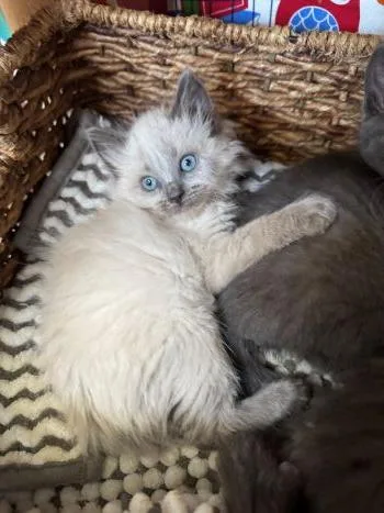 A baby large-sized female Ragdoll cat named Maisie for adoption in Davis, CA