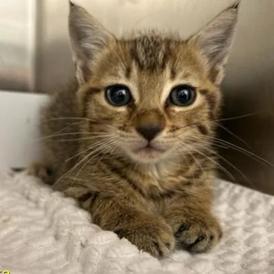 A baby small-sized female Domestic Short Hair cat named Parker for adoption in Jupiter, FL