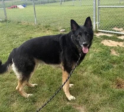 An adult large-sized male German Shepherd Dog dog named King for adoption in Quakertown, PA