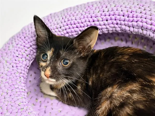 A baby medium-sized female Domestic Short Hair cat named Zoey for adoption in Fort Lauderdale, FL