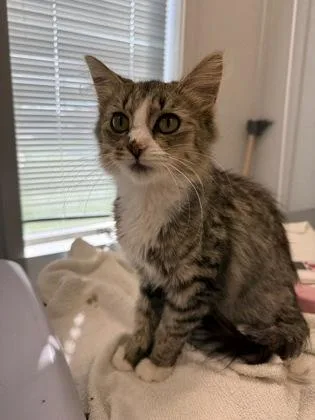 A young medium-sized female Domestic Medium Hair cat named Saffron for adoption in Lafayette, IN