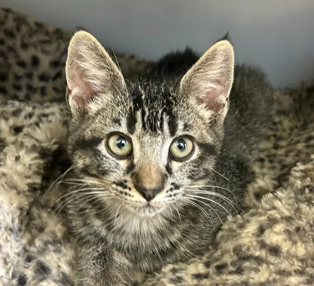 A baby medium-sized female Domestic Short Hair cat named Baela for adoption in Salinas, CA