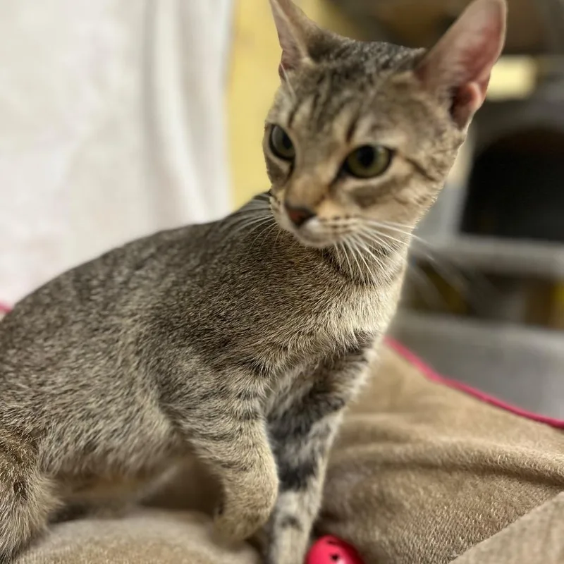 A young medium-sized female Domestic Short Hair cat named Janice for adoption in Melrose, FL
