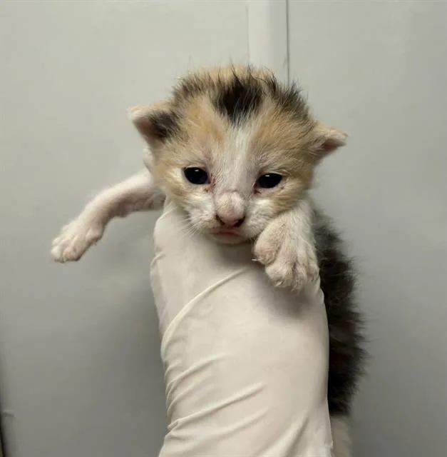 A baby small-sized female Domestic Short Hair cat named Marcella for adoption in Ontario, CA