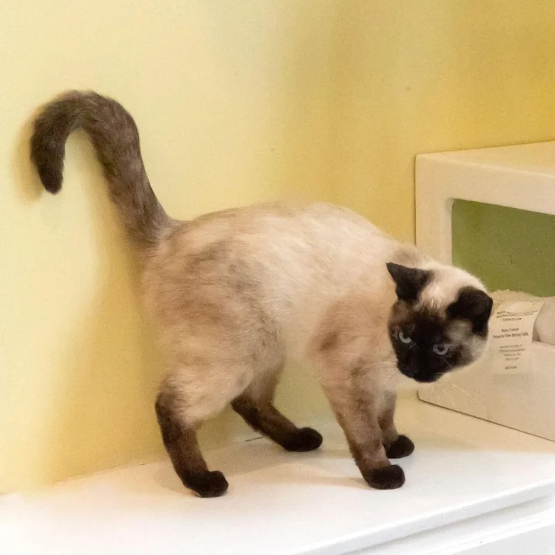 An adult medium-sized female Domestic Short Hair cat named Cee Cee for adoption in McKean, PA