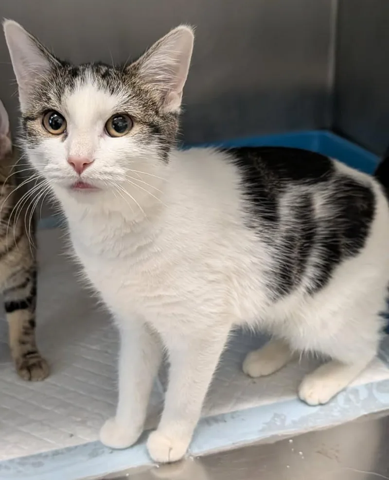 An adult medium-sized female White Domestic Short Hair cat named Snap Dragon for adoption in Yorkville, IL
