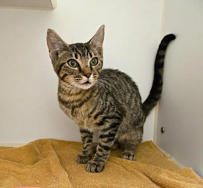 A baby small-sized male Domestic Short Hair cat named Zeus for adoption in Texas City, TX