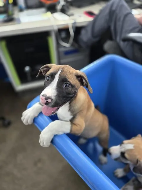 A baby large-sized male Mixed Breed dog named Thomas for adoption in Dallas, TX