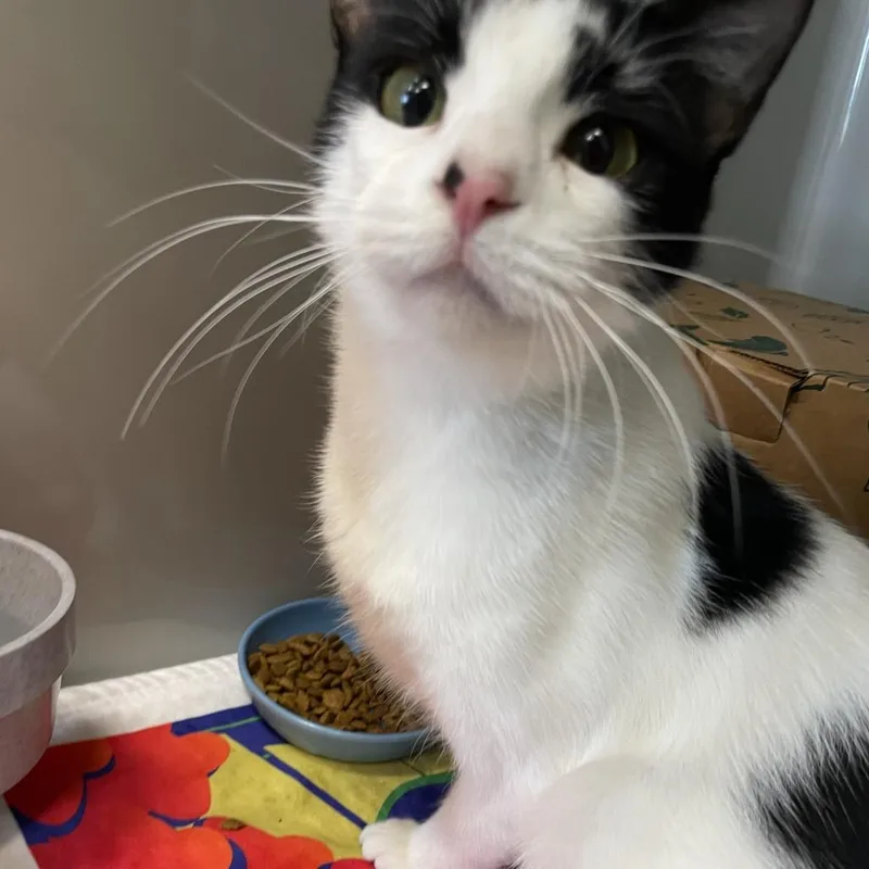 An adult medium-sized female White Domestic Short Hair cat named Shandy for adoption in Saint Charles, MO