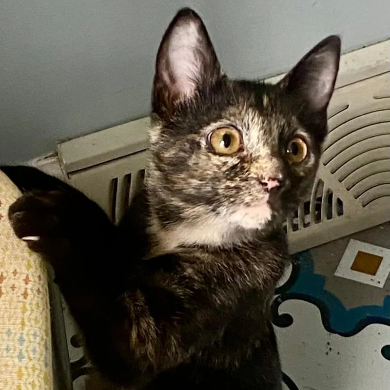 Pepper