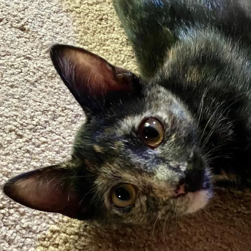 Pepper thumbnail 2