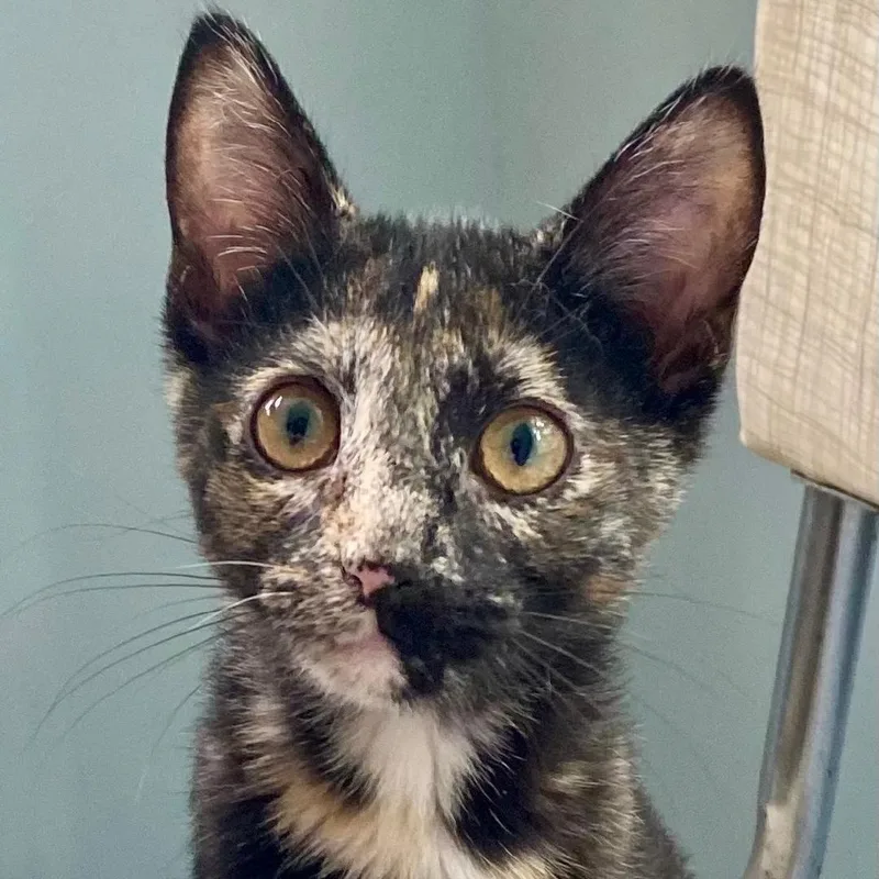 Pepper thumbnail 3