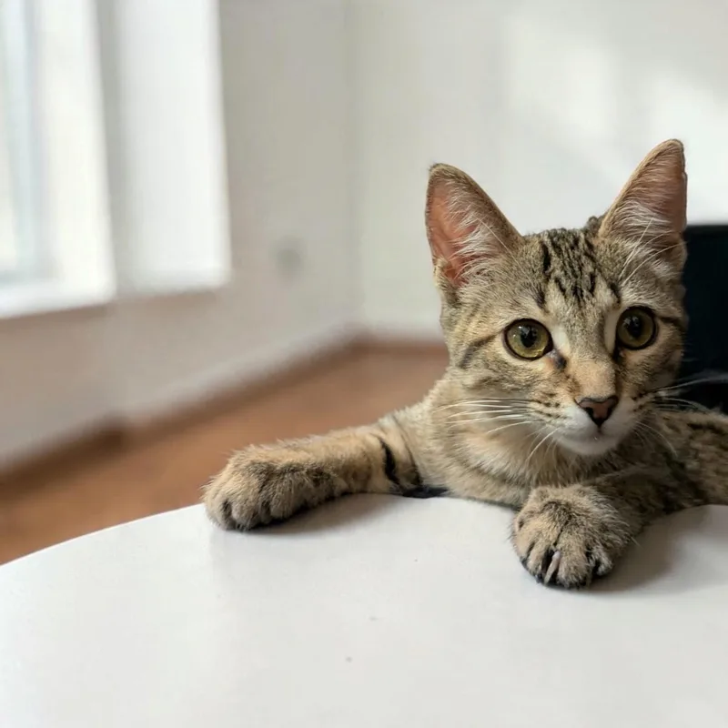 A baby medium-sized female Tabby (Buff / Tan / Fawn) Domestic Short Hair cat named Hershey Kiss for adoption in Fort Worth, TX