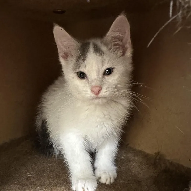 A baby small-sized female White Domestic Medium Hair cat named Angus for adoption in Park City, UT