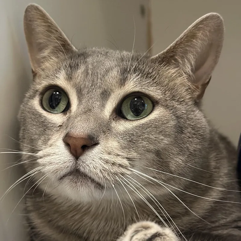 An adult large-sized male Flame Point Domestic Short Hair cat named Severus for adoption in Matteson, IL
