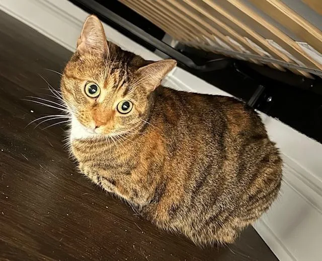 Dixie Lee thumbnail 2