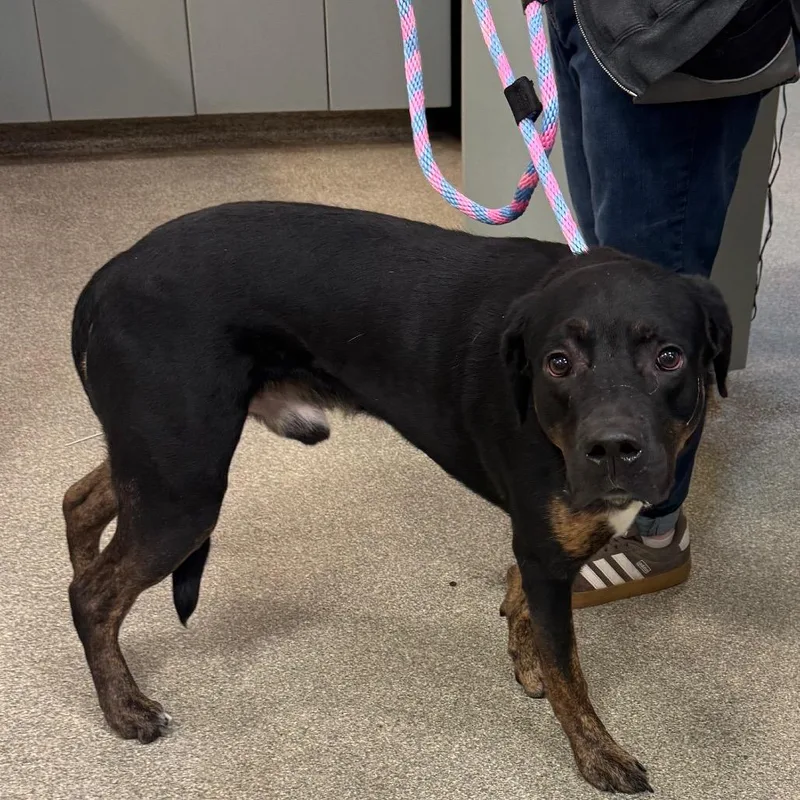 An adult large-sized male Mixed Breed dog named Dover for adoption in Jacksonville, FL