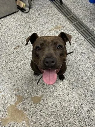 An adult large-sized female Mixed Breed dog named Arya for adoption in West Chester, PA