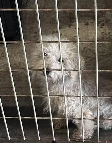 A young small-sized female White / Cream Maltipoo dog named Jellyfish for adoption in Broken Arrow, OK