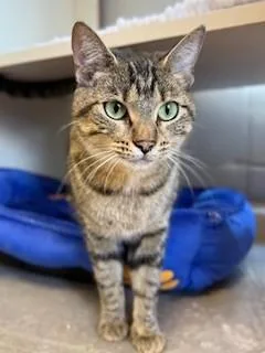 A young medium-sized female Domestic Short Hair cat named Baby for adoption in Louisville, KY