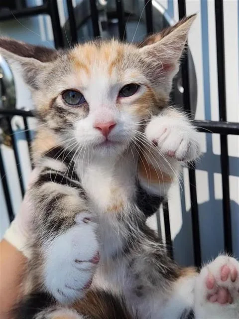 A baby medium-sized female Domestic Short Hair cat named A for adoption in Houston, TX